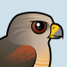 Red-shouldered Hawk