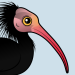 Northern Bald Ibis