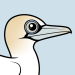 Northern Gannet