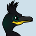 European Shag