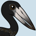 African Openbill