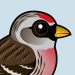 Common Redpoll