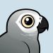 Gray Parrot