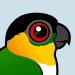 Black-headed Parrot