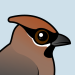 Bohemian Waxwing