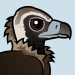 Cinereous Vulture