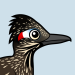 Greater Roadrunner