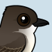 Eastern Phoebe
