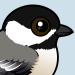Black-capped Chickadee