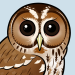 Tawny Owl