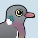Common Wood Pigeon