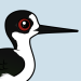Black-winged Stilt