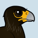 Striated Caracara