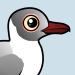 Gray-hooded Gull