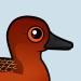 Cinnamon Teal