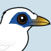 Bali Mynah