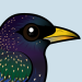 European Starling