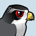 Northern Goshawk
