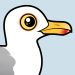 Herring Gull
