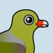 African Green Pigeon