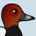 Common Pochard