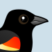 Red-winged Blackbird