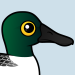 Northern Shoveler