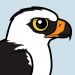 Black-and-white Hawk-Eagle