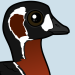 Red-breasted Goose