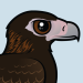 Wedge-tailed Eagle