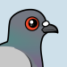 Rock Pigeon