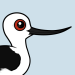 Andean Avocet