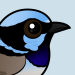 Superb Fairywren