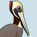 Brown Pelican
