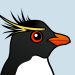 Rockhopper Penguin