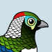 Lady Amherst's Pheasant