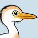 Cattle Egret