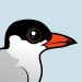 Common Tern