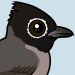 White-spectacled Bulbul