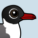Laughing Gull