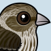 Pine Siskin