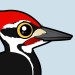 Pileated Woodpecker