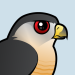 Sharp-shinned Hawk