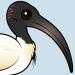 Australian Ibis