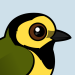 Hooded Warbler