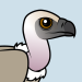 Cape Vulture