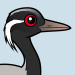 Demoiselle Crane