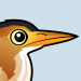 Least Bittern