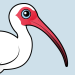 White Ibis