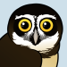 Spectacled Owl